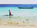 Collecting Seaweed